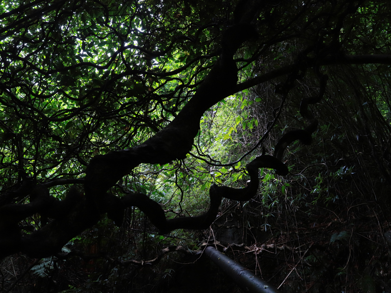 WO̒Ő郂_}͂܂Ƀ^[U̐EςłB