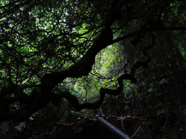 ジャングルの中で生きるモダマはまさにターザンの世界観です。