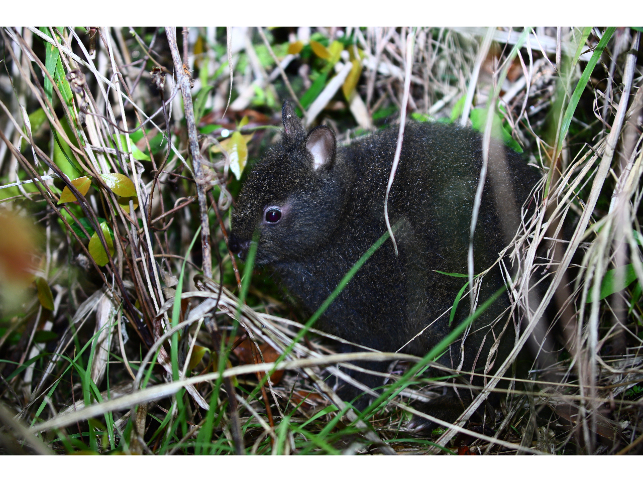 ◎動物が好きな方、天然記念物を間近で見たい方にオススメです。
◎人数の多いグループにおススメのお得なプラン内容です。(※繁忙期の乗合の場合、予約時の人数分の料金をいただきます。)
◎名瀬近辺送迎付き