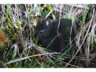 アマミノクロウサギ(幼獣) 世界でも奄美、徳之島にしか生息しない非常に珍しいウサギ。国の天然記念物に指定されています。この子はまだ親から離れて間もない幼獣です。