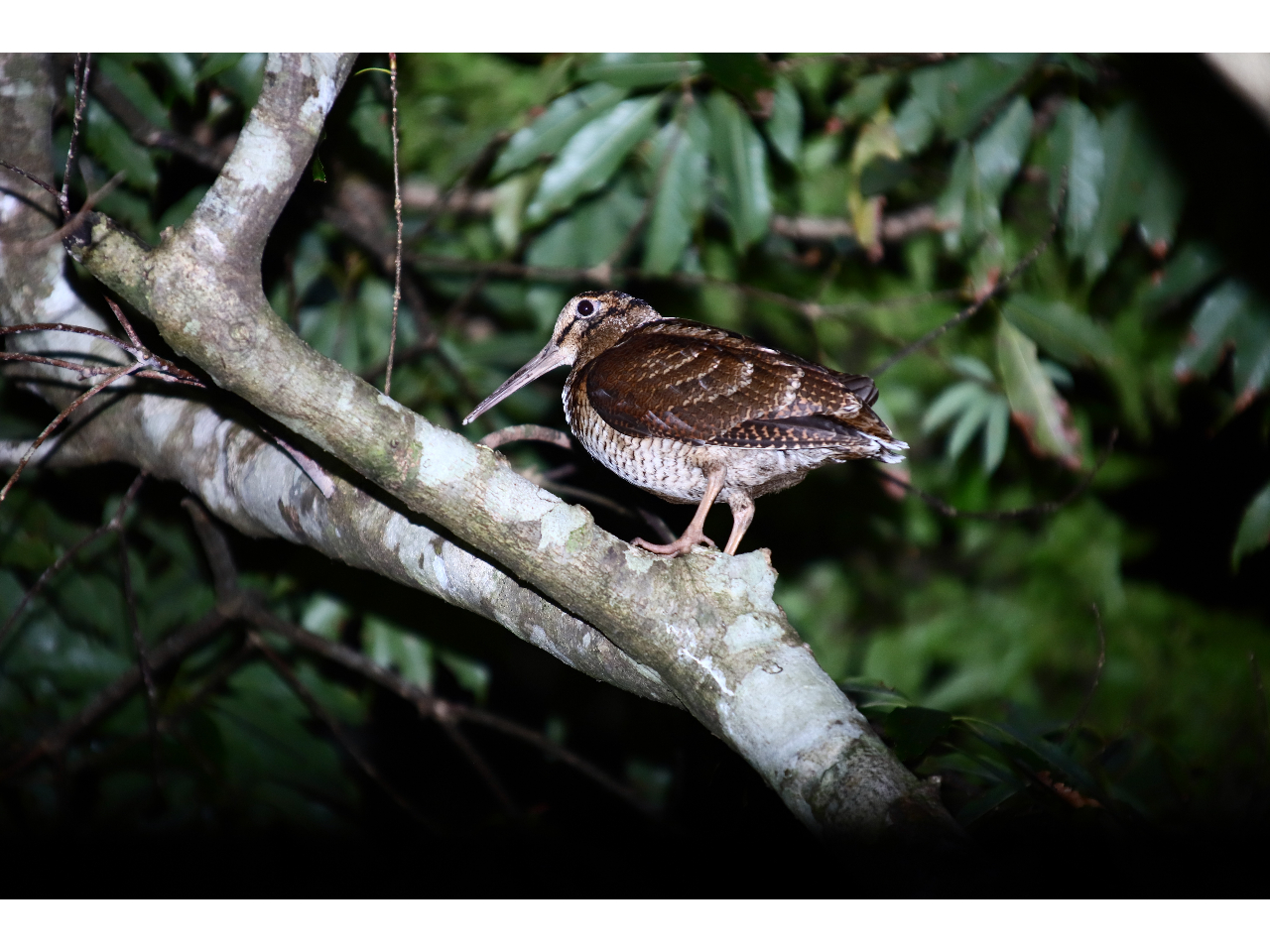 A}~}VM@HȂǖ̖Ȃǂ͗ѓł݂邱Ƃ܂B