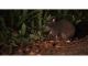 アマミノクロウサギ’(成獣) 所定の林道に時折姿を見せる。ごはん(草)を食べてる時が撮影のチャンスだ。