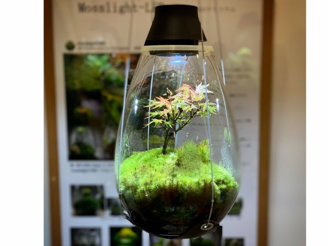 上質なテラリウムを置くだけで癒しのリビングに モスライトled照明付テラリウム モスライトアトリエ じゃらん遊び体験 上質なテラリウムを置くだけで癒しのリビングに モスライトled照明付テラリウム モスライトアトリエ じゃらん遊び体験