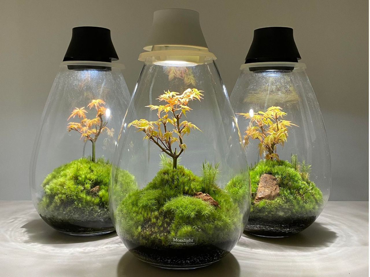 リビングに癒しの灯りを。世界で一つだけのテラリウムを手作りしませんか