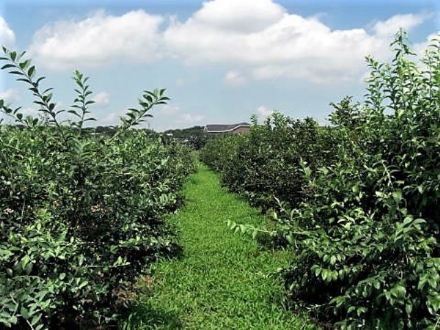 【美里町/堀内ファーム】無農薬自然栽培ブルーベリー摘み取りプラン♪のプラン詳細
