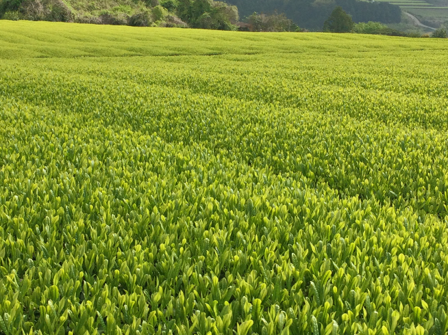 �V���̒����ɂȂ�܂���