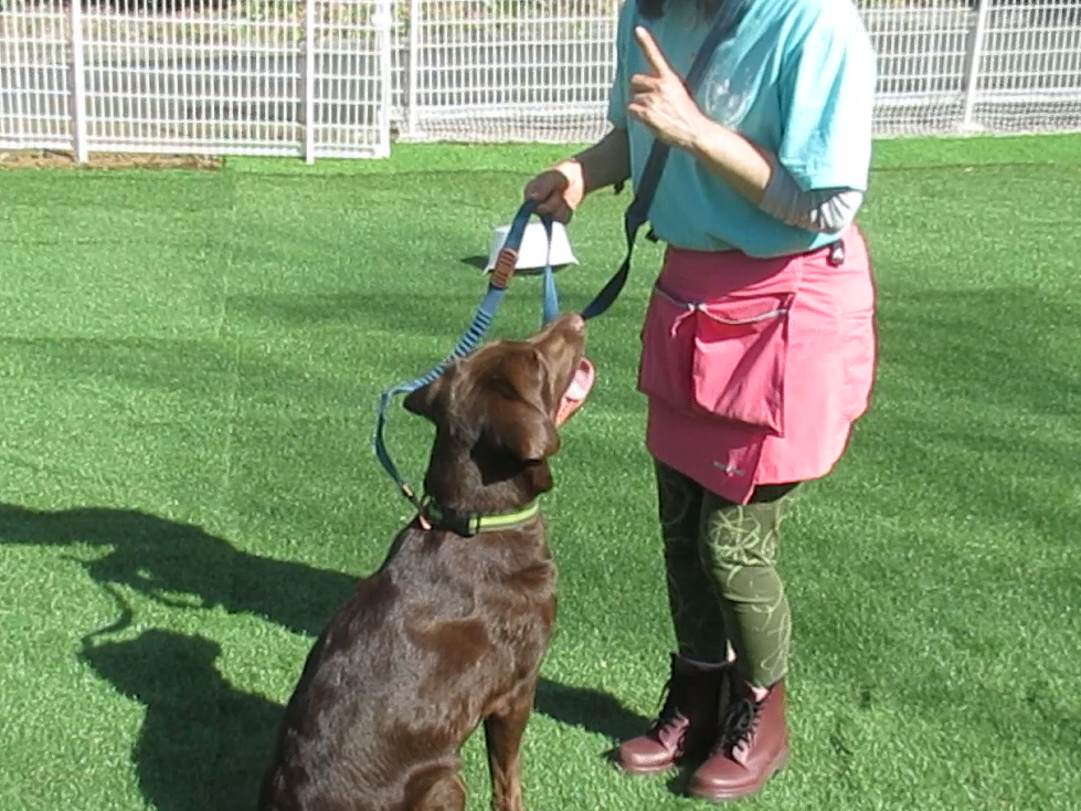 *:._【静岡県/伊豆高原】愛犬と一緒に♪カウンセリング&しつけ相談とお洒落で美...