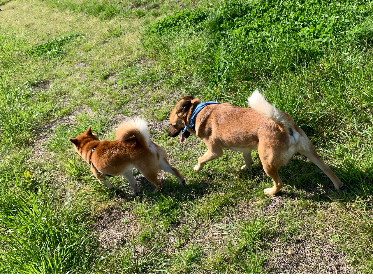 2024/5/4  Č̃e񂪁AVтɗĂ܂^_^  Aǂy?