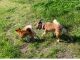 2024/5/4 豆柴犬のテルちゃんが、遊びに来てくれました^_^ 暑い中、追っかけが楽しい?
