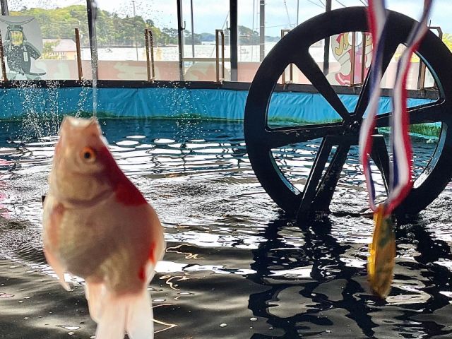 室内釣り堀 松島海岸目の前の好立地 手ぶらでok コイ 金魚 ウグイ ヘラブナ釣りが楽しめる釣り堀 カップル ファミリーにもおすすめです 室内釣り堀 釣物語in松島 じゃらん遊び体験 室内釣り堀 松島海岸目の前の好立地 手ぶらでok コイ 金魚 ウグイ ヘラブナ釣りが楽しめる釣り堀 カップル ファミリーにもおすすめです 室内釣り堀 釣物語in松島 じゃらん遊び体験