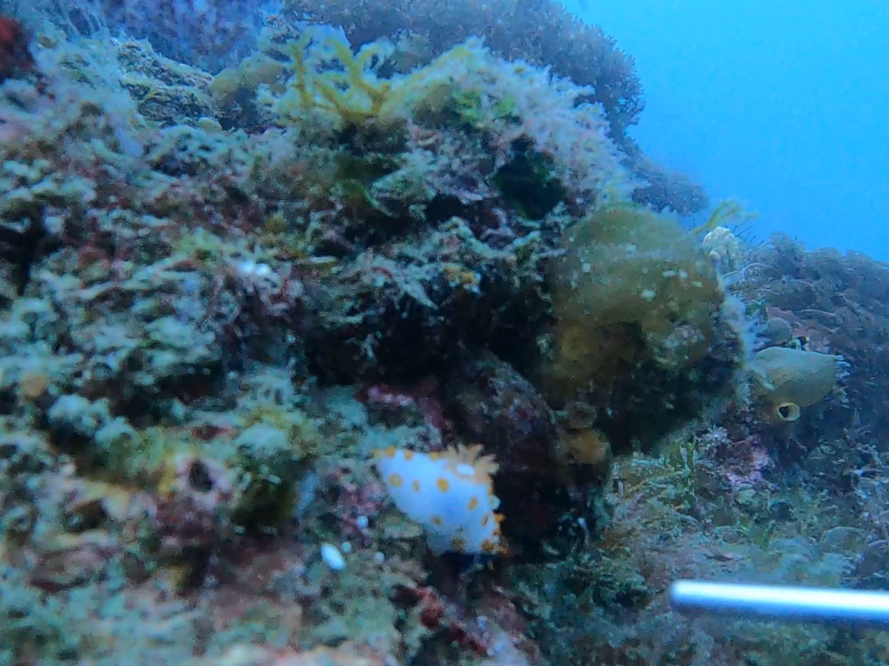 �_�C�o�[�ɐl�C�ȁu�E�~�E�V�v�C�̒��ŕ�΂�T���Ă݂܂��悤