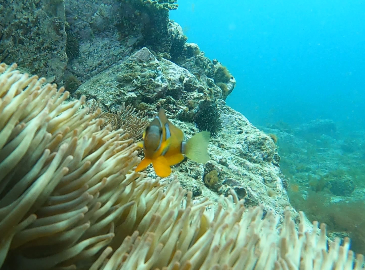 ���[3m�܂Ő����Ɖ���Ƃ̂ł���j���i�N�}�m�~�j�N�ł�