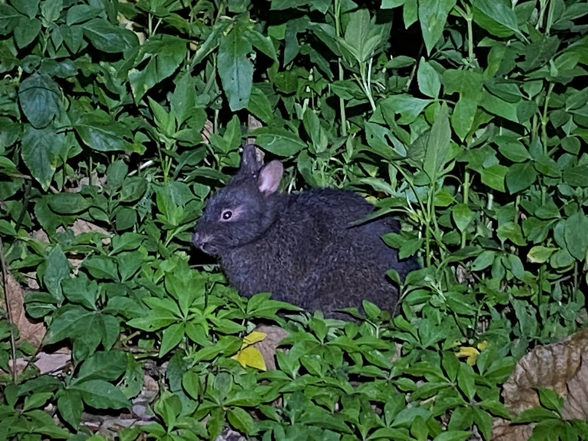 世界中で徳之島と奄美大島にしか生息していないアマミノクロウサギ♪特別天然記念物