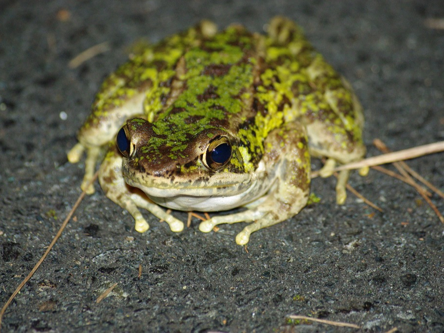 VőłWv͂̃JGł􉂔哇ƓV̌ŗL