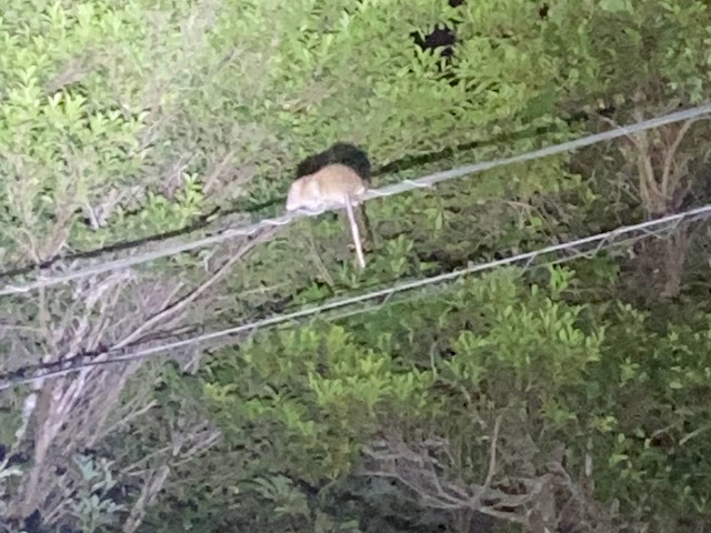 {ő勉̃lY~wPiKlY~x@㐶ĂṕA܂Ŗ^AjŏoĂZoX