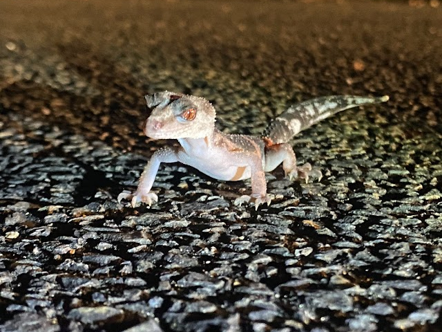 V̌ŗL@gJQ݂ǃgJQȂIrgJQhL@@Ŋ뜜