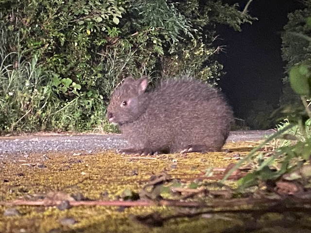 ȂȂAbvŎʐ^B点Ă炦邱Ƃ͏Ȃ̂łAɂ̓f݂ɓɂƂĂ邱ƂBȂ悤ɁAÂɊώ@܂傤B