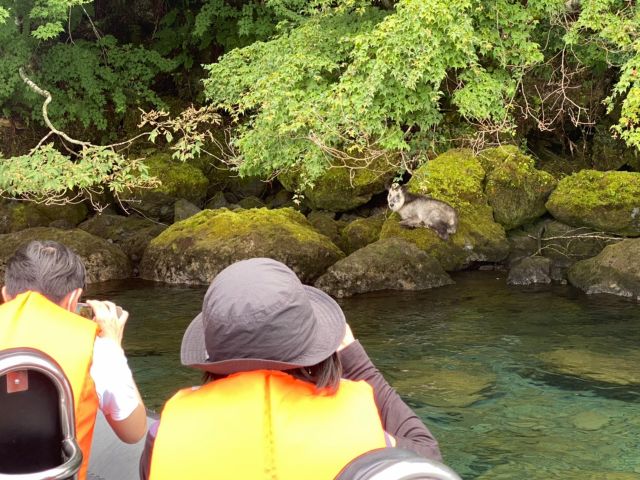 カモシカや熊、イヌワシが観察できるかも
