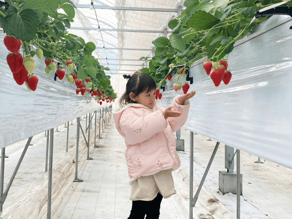 【採りやすい高さ】高設栽培なので立ったまま収穫できます。また足元が土ではないので汚れません！