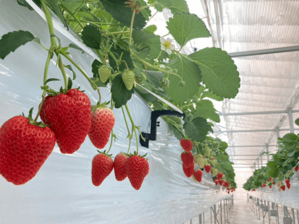 �y4��H�ה�ׁz�g�ق��؁A�͕P�A��悢�P�A���������ґ�4��H�ה�ׁB���̈Ⴂ�����y���݂��������B�i����󋵂ɂ��S��ޏ����オ��Ȃ��ꍇ���������܂��j