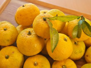 ゆずのだいどこでは直営のゆず園で収穫されたゆずをたっぷり使ったお料理が楽しめます。