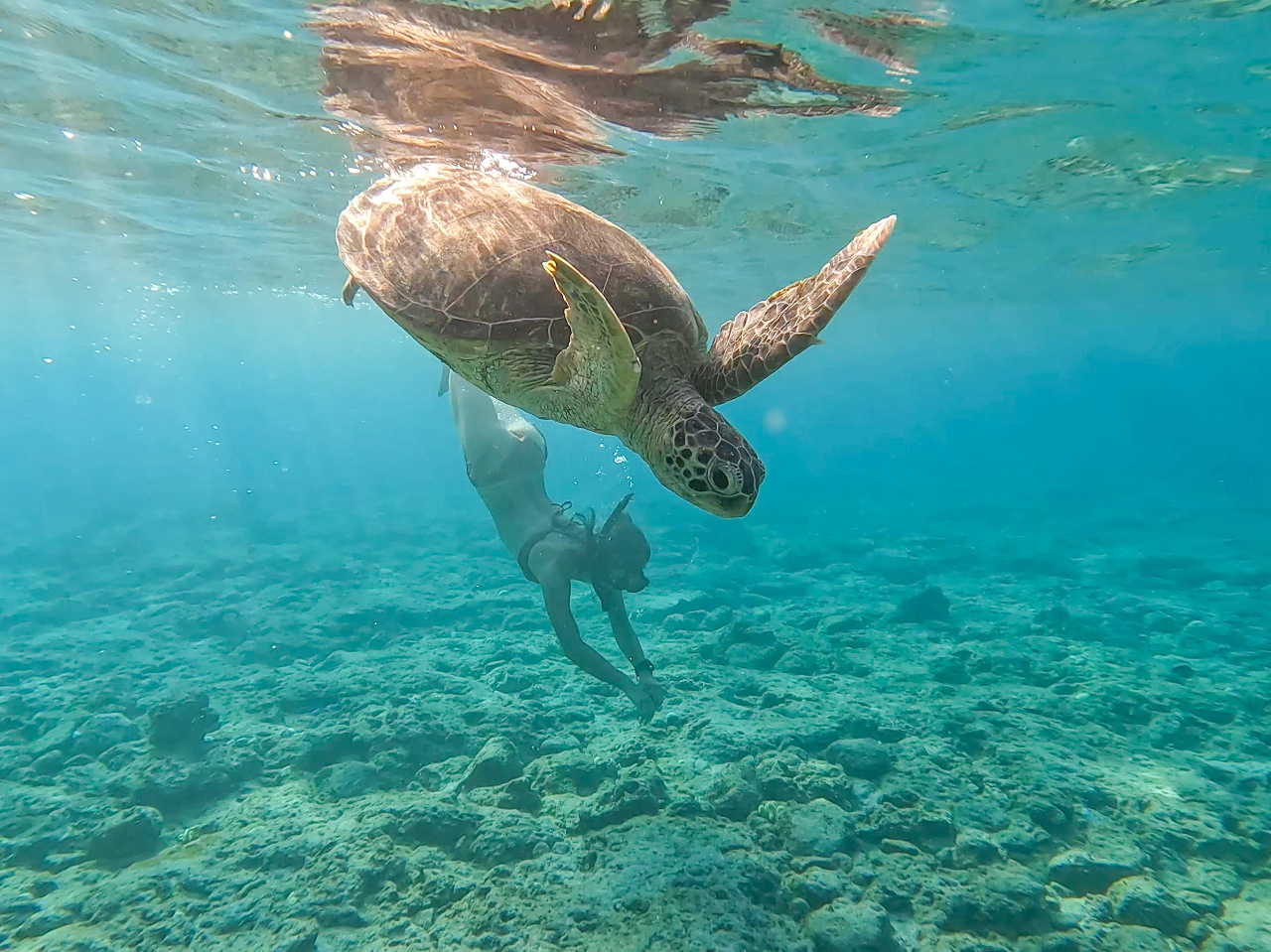 �T�b�v�̏ォ��T�������悤