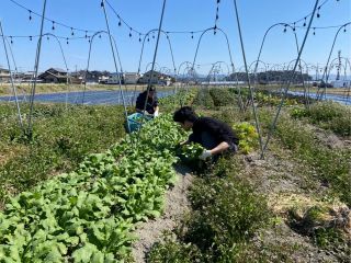 農家体験の様子