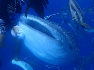 世界最大の魚類に会いにいきませんか?愛らしいお顔で迫ってきます。漁港のスタッフが目の前で餌やりをしてくれます。