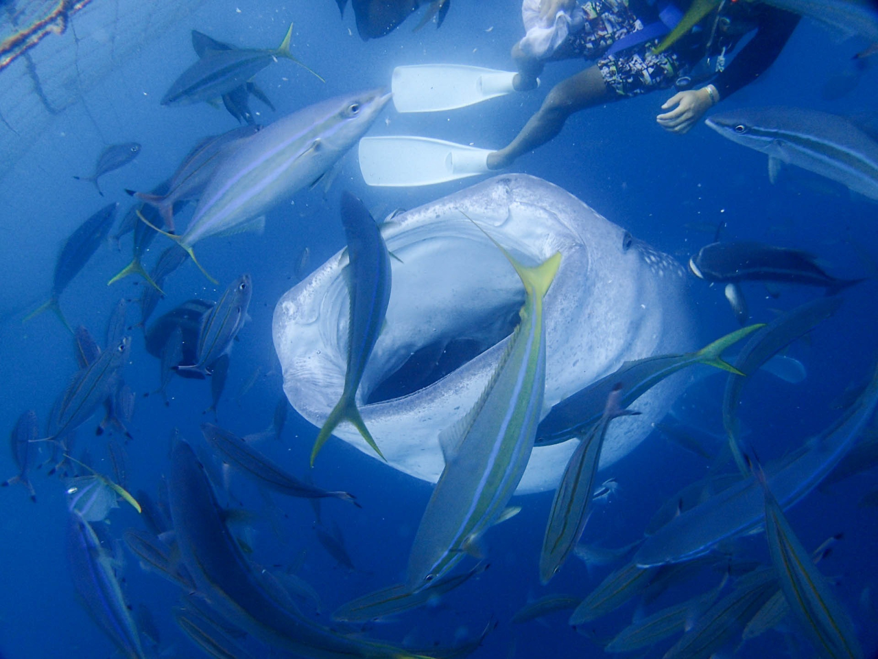 自分よりも何倍も大きな生物が目の前でお口を開けてぱくぱく!いままで水族館で見ていた姿とはまるで違っています。