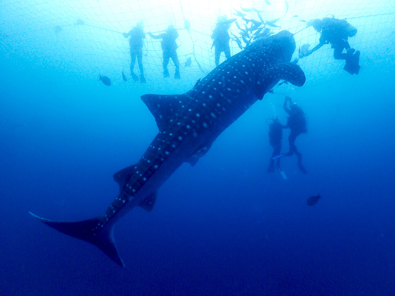 ̌_CrO̓̕lbgɏāAWxCUӏ܂܂OOEŌċzy𐥔ĂI