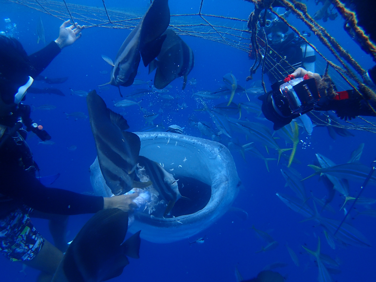 lbgɏĂȖԖډzłAڂ̑OTOȂ̂ŁA唗͂łI