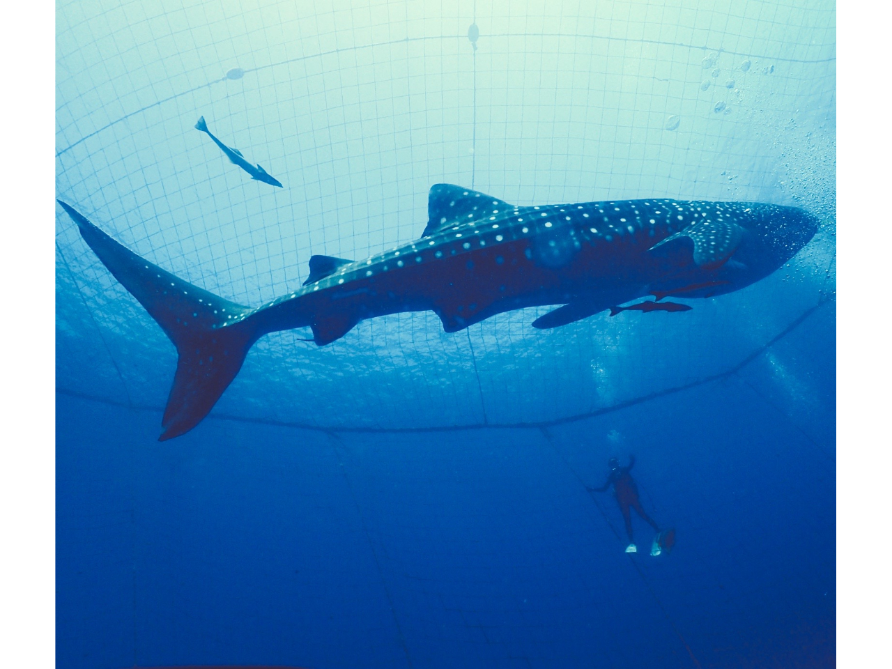 ǒJŎ炳ĂWxCUłIlԂƂ̔䗦킩܂OO