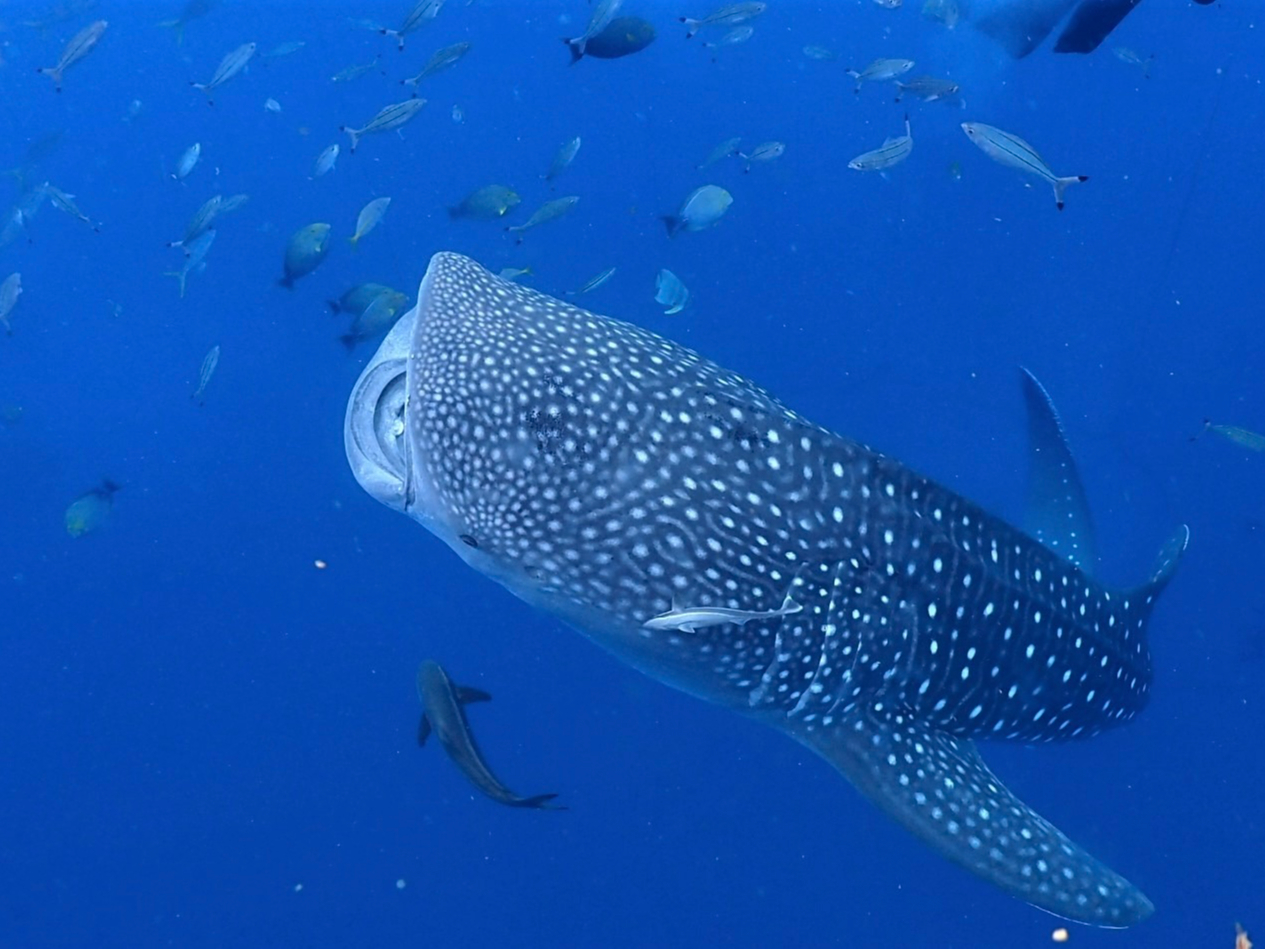 قŌĂWxCUƓC̒֐܂傤I