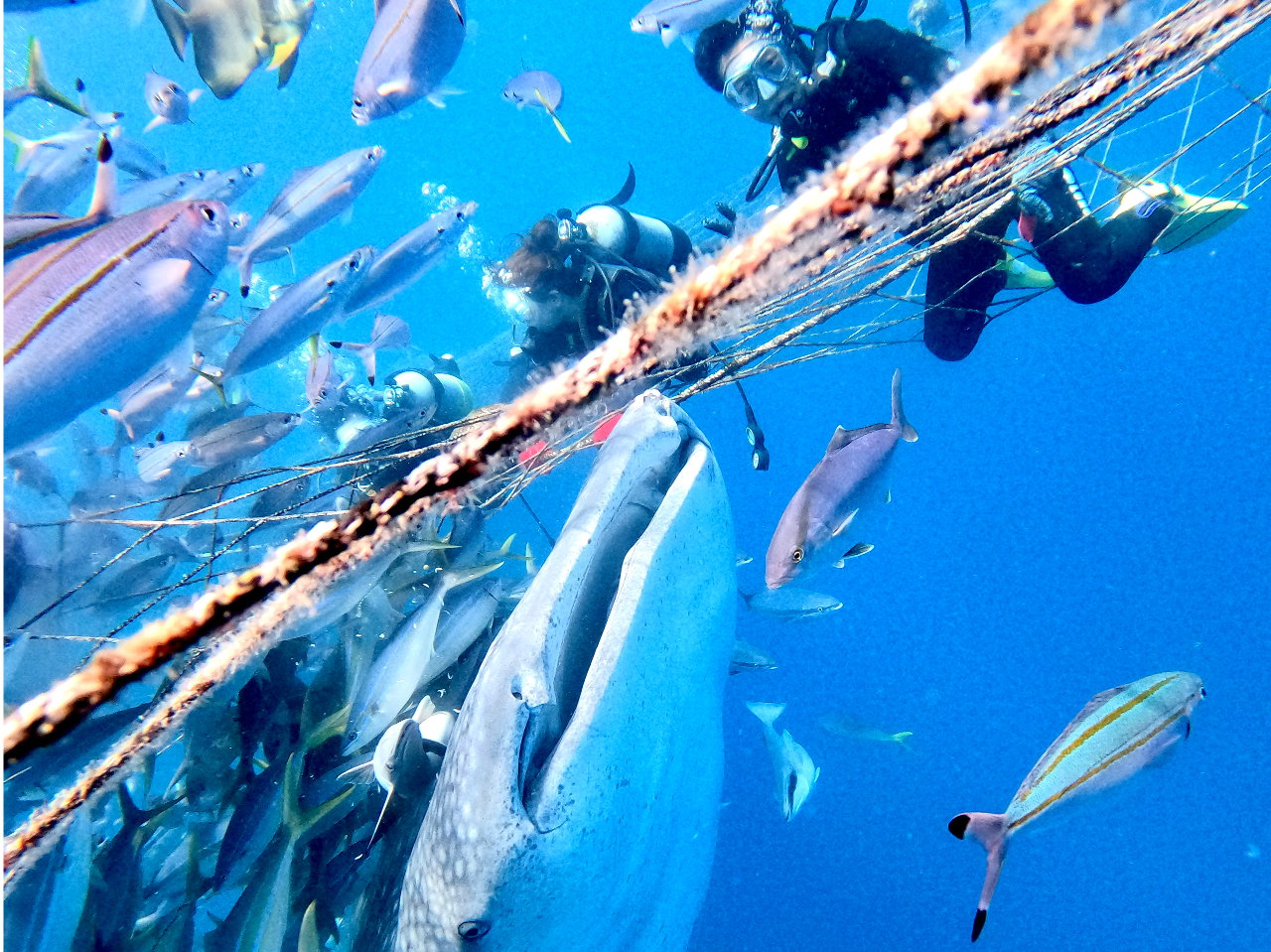 �����������{���傫�Ȑ������ڂ̑O�ł������J���Ăς��ς��I���܂܂Ő����قŌ��Ă����p�Ƃ͂܂�ň���Ă��܂��B