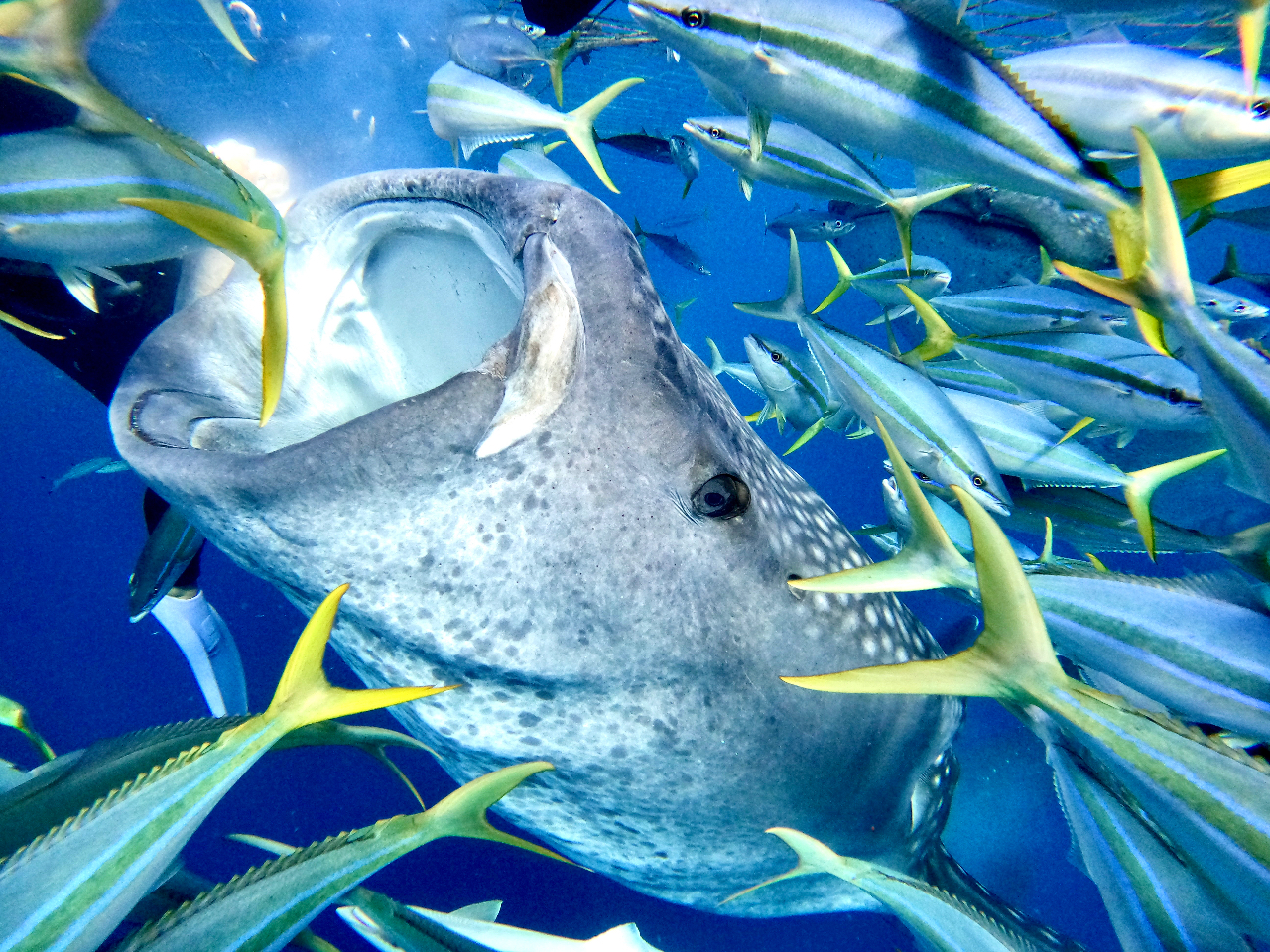 �̌��_�C�r���O�̕��̓l�b�g�ɏ���āA�W���x�C�U�������ӏ܂��������܂��O�O�����������E�Ōċz������y�����𐥔�������Ă��������I