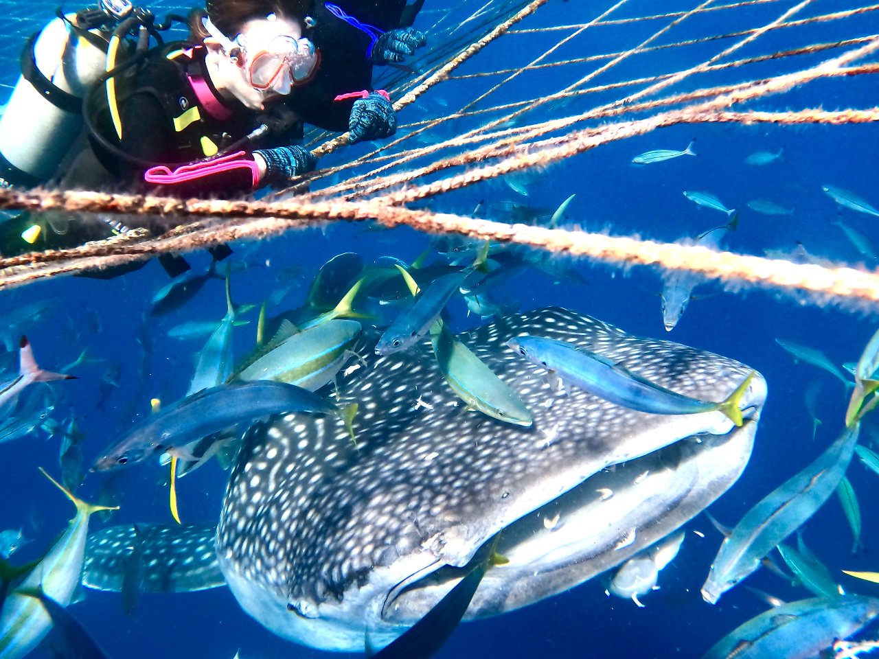 �l�b�g�ɏ���Ă������ȖԖډz���ł��A�ڂ̑O�T�O�������Ȃ̂ŁA�唗�͂ł��I