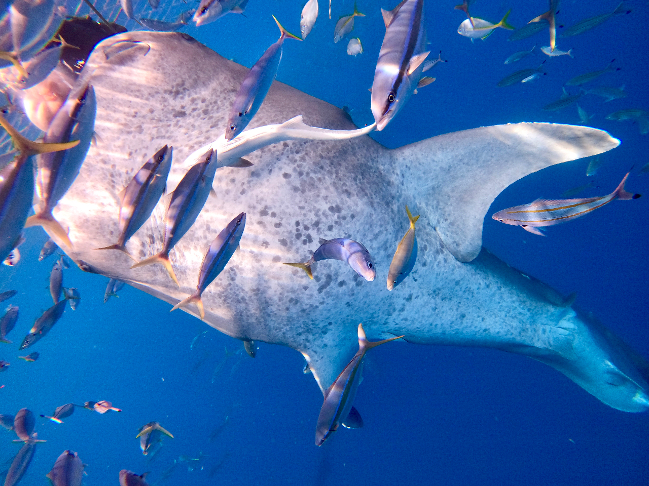 �l�b�g�ɂ��܂��āA��������a�������Ă��炢�܂��I���̂��������������ڂ�����炢�ɋ߂Â��Ă��܂��I