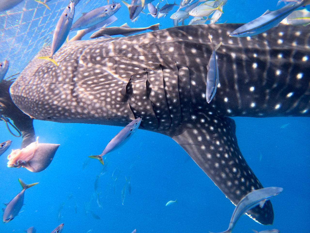 �����قŌ��Ă���W���x�C�U���Ɠ����C�̒��֐������܂��傤�I