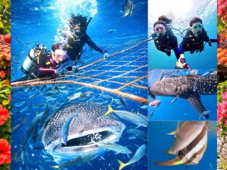 世界最大の魚類に会いにいきませんか?愛らしいお顔で迫ってきます。漁港のスタッフが目の前で餌やりをしてくれます。