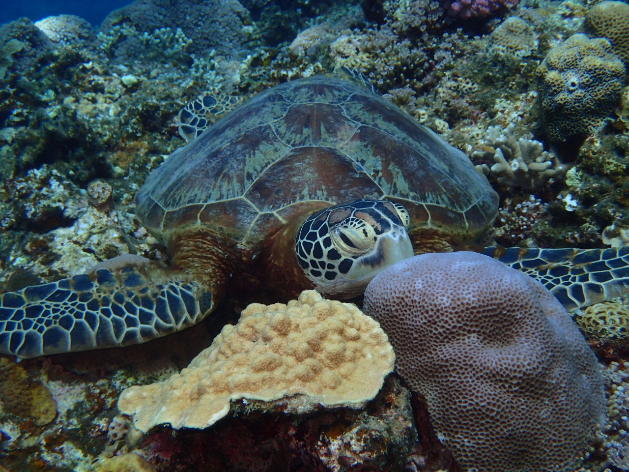 ɂ̓E~KӂƗVтɂĂ܂I