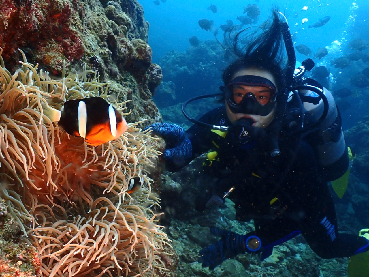 海のアイドル「ニモ」の愛称で名高いクマノミもあちこちに生息しています