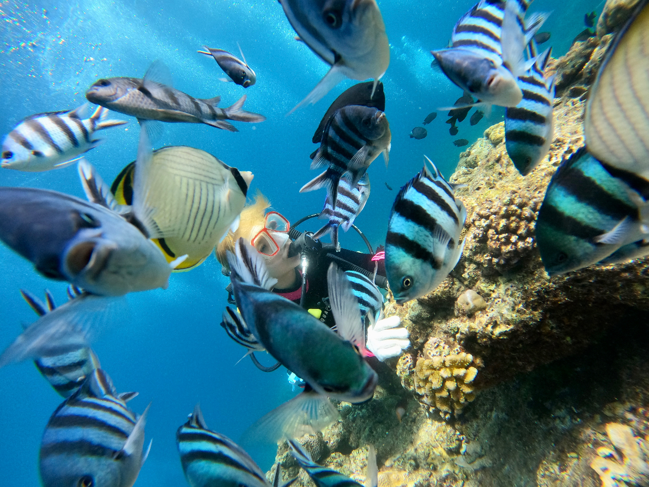 �^�h�c���̂��������́A���{�łP�Ԑl�Ȃ����ł��O�O��������ߊ���Ă��܂�