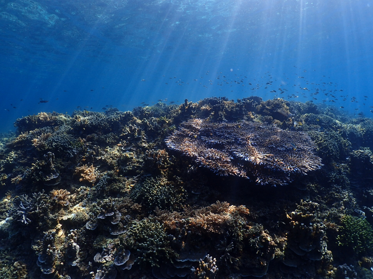 gbvNX̃TŠQBԔ̂悤łB