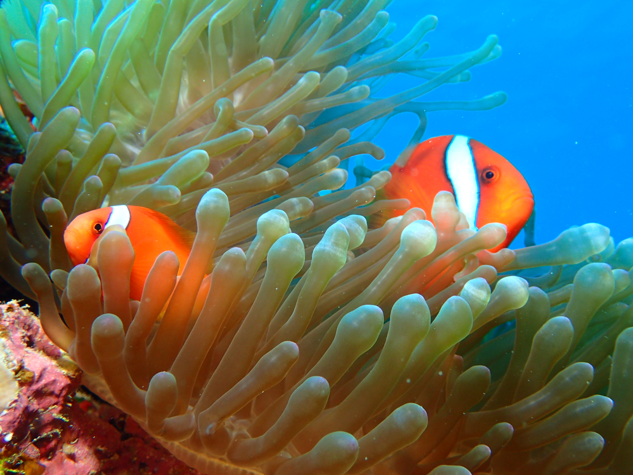 海のアイドルの愛称で名高い「ニモ」(クマノミ)もあちこちに生息しています。