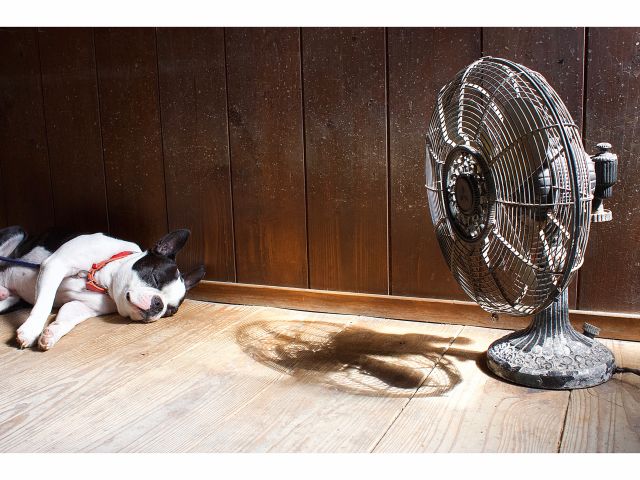 人見知りをするおとなしいイヌがいます。苦手な方はおっしゃってください。