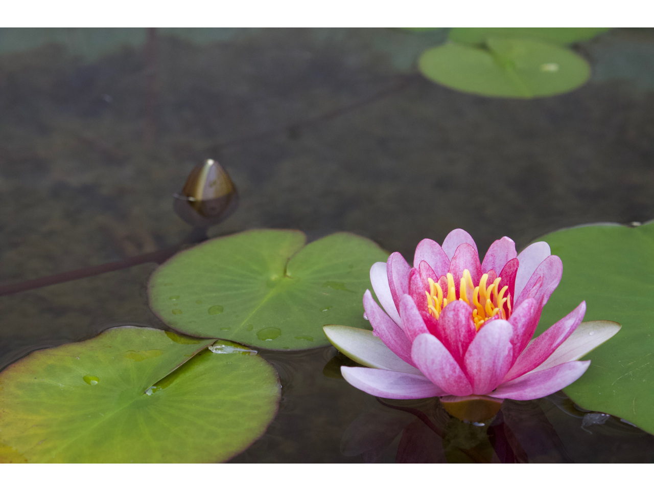 店先の蓮の花。