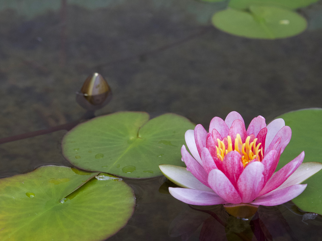 店先に咲いた蓮の花。