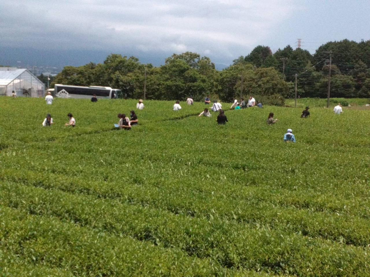 富士山Teaパークでのお茶摘みは、気持ちリフレッシュ…