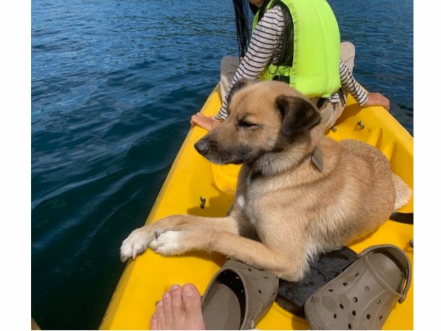 犬と一緒に乗船可能ですのでどうぞお連れ下さい。