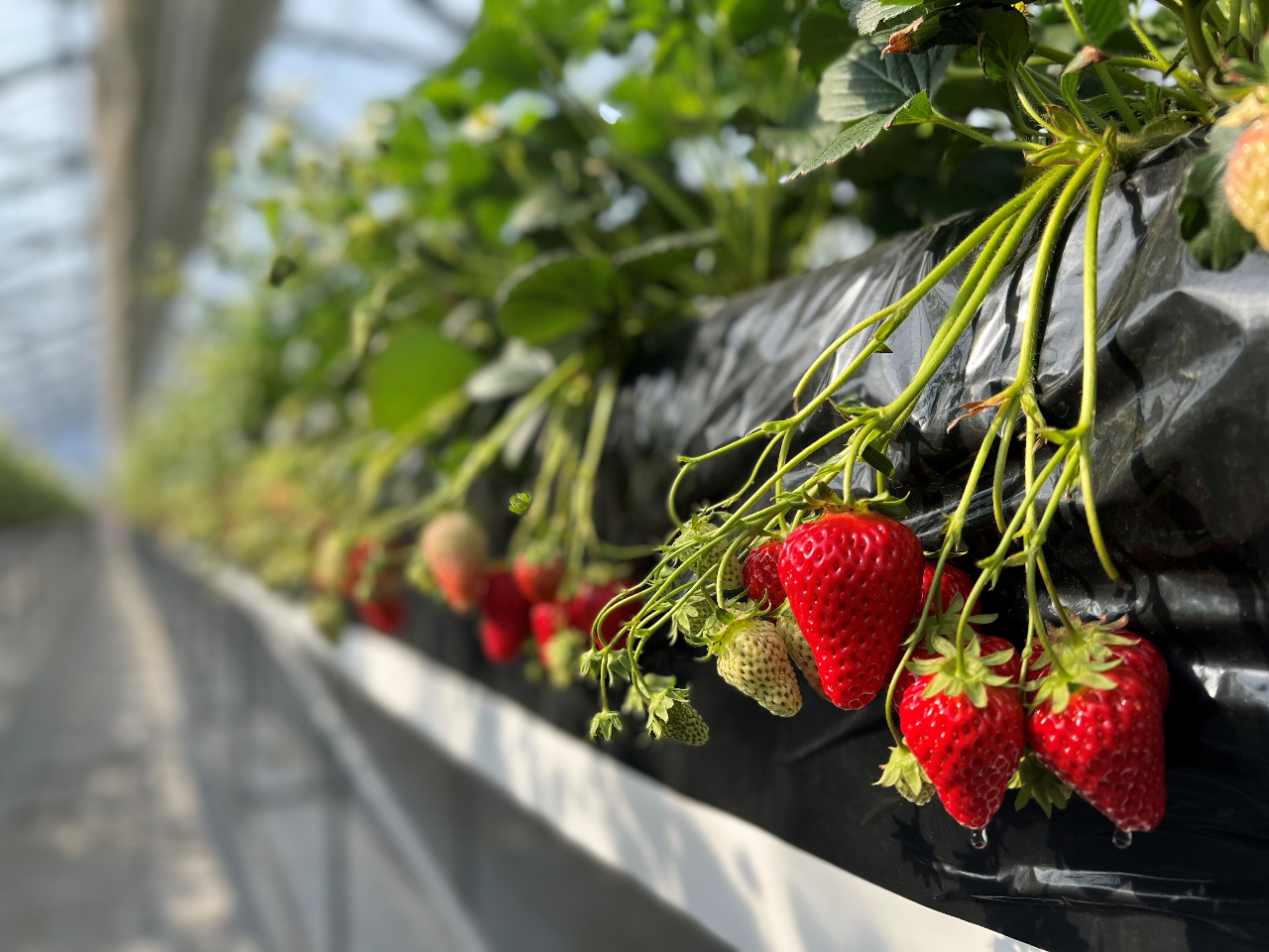 �����~�ł��n�E�X�̒��͂ۂ��ۂ��ł��B